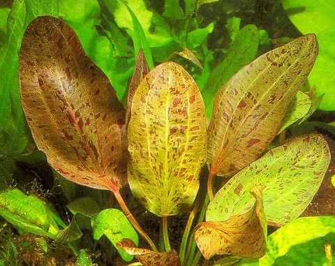 Echinodorus ozelot